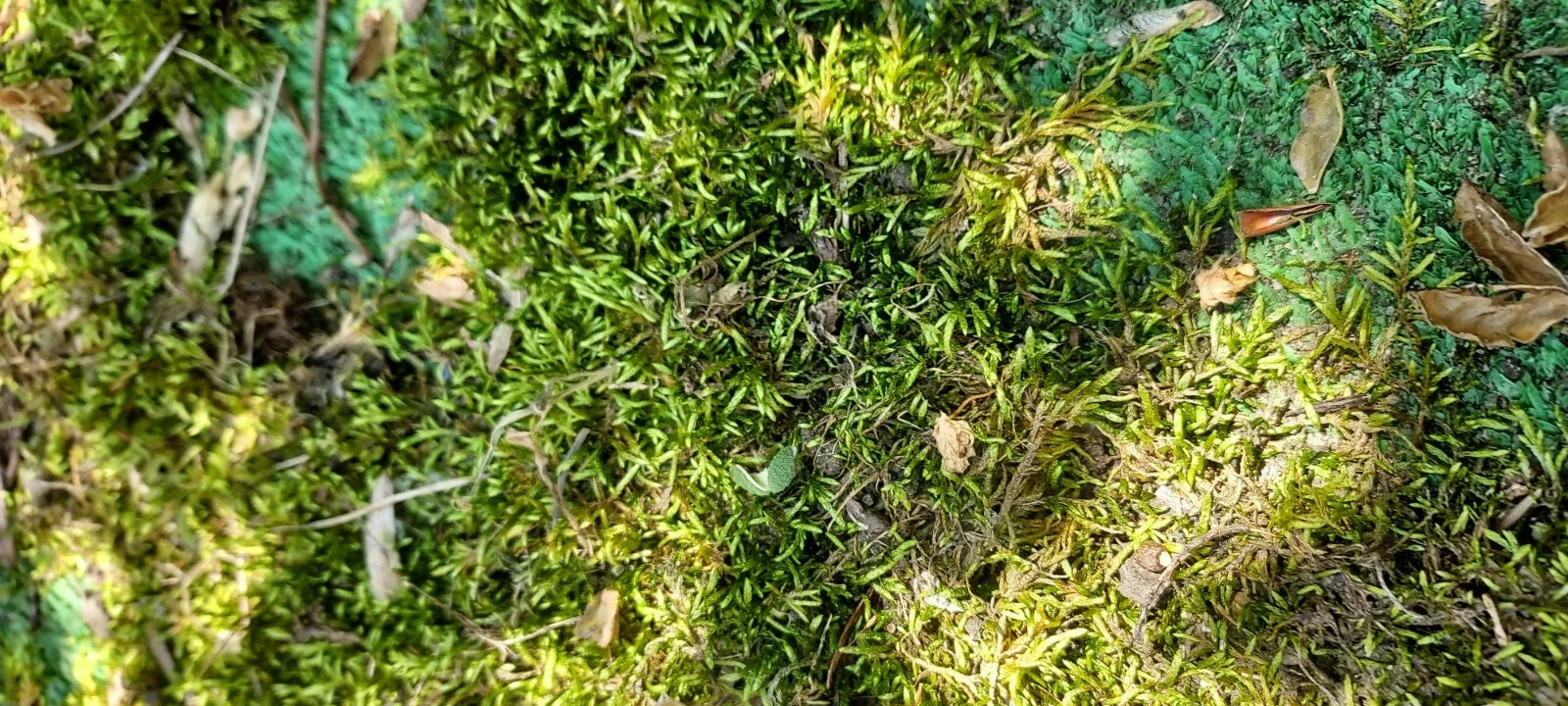 Fresh Living Sheet Moss – Maryland‑Harvested Terrarium Moss for Isopods & Bioactive Setups