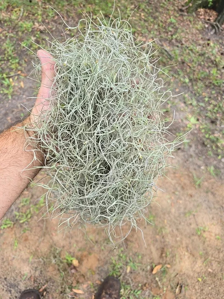 Live Spanish Moss 1 lb – Natural Air Plant Decor for Terrariums, Isopods & Bioactive Setups