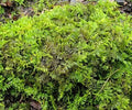 Live Feather Moss 6"x9" Terrarium Sheet – Organic Wild Moss for Isopods & Bioactive Setups