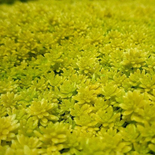 Gold Moss Sedum (Sedum acre) – Creeping Stonecrop Ground Cover for Terrariums & Bioactive Setups
