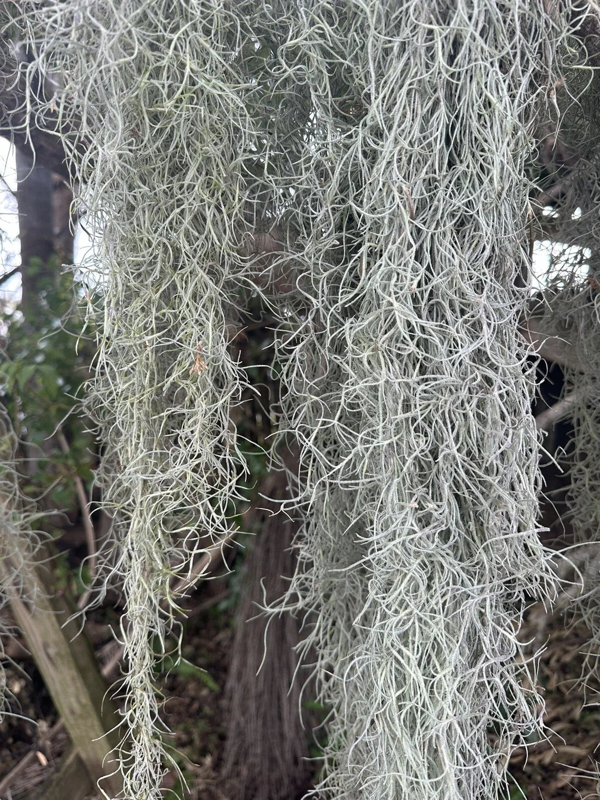 1 Gal Fresh Live Spanish Moss – Natural Air Plant for Terrariums, Reptiles, Isopods
