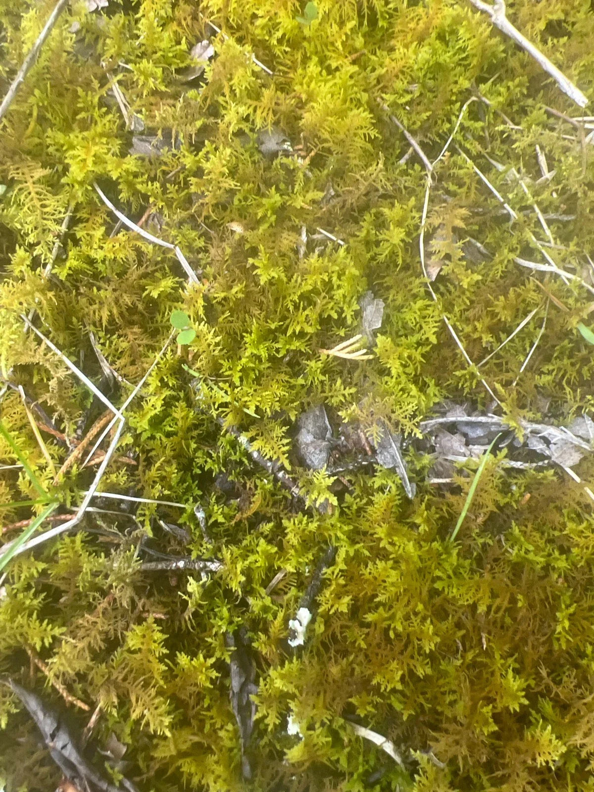 Live Staghorn Moss – Sustainably Harvested Terrarium Moss for Isopods, Reptiles & Bioactive Habitats (Plagiochila spp.)