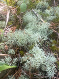 Dried Reindeer Moss Lichen 100g – Green Natural Decor for Terrariums & Isopods