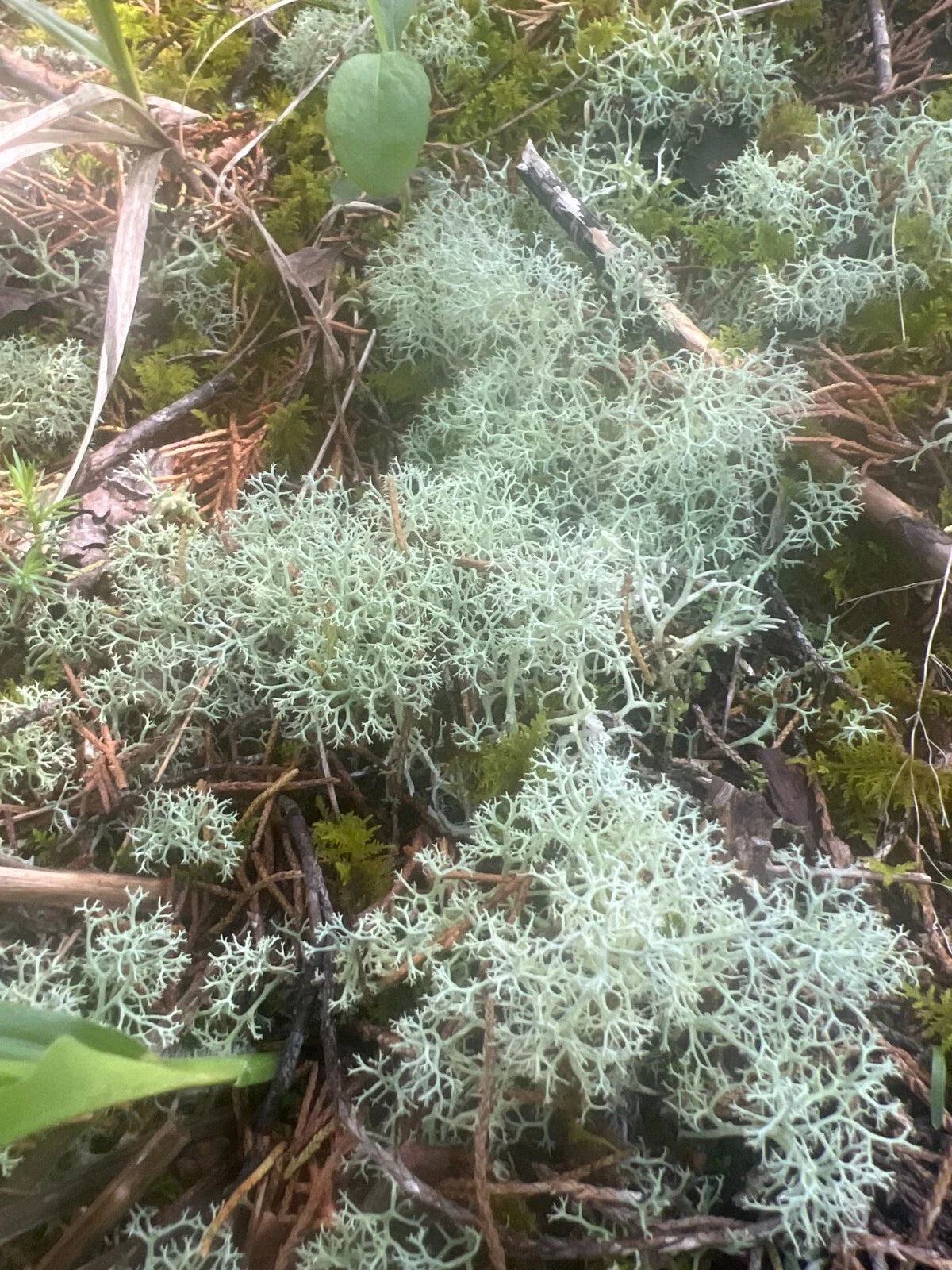 Dried Reindeer Moss Lichen 100g – Green Natural Decor for Terrariums & Isopods