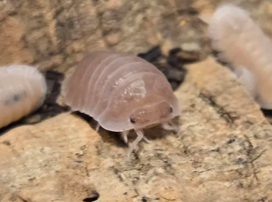Cubaris sp. Sakura