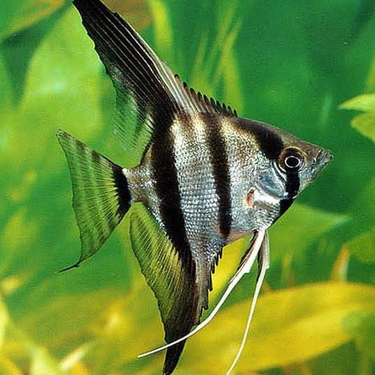 Silver Angelfish (Pterophyllum scalare)