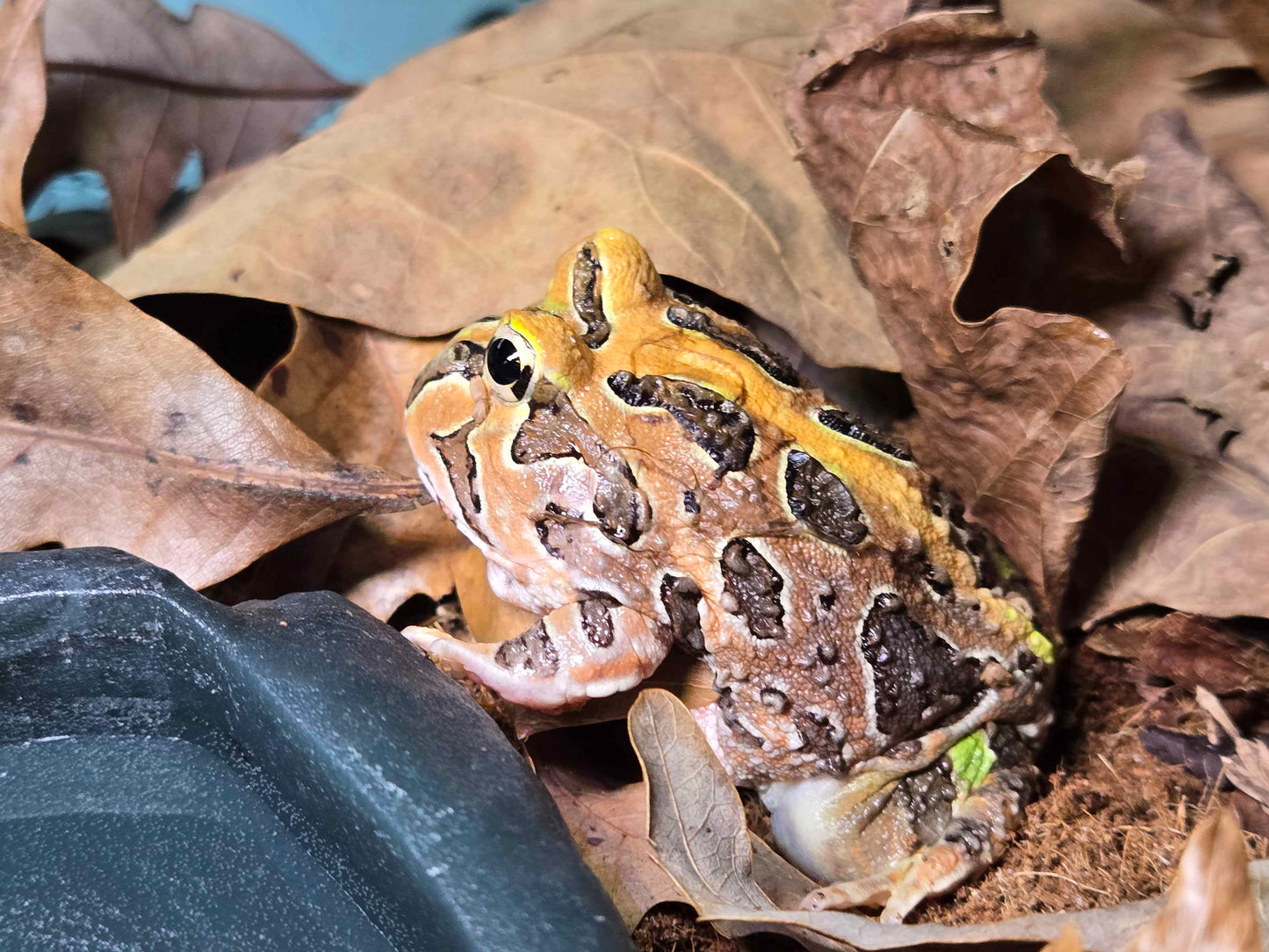 Ceratophrys stolzmanni