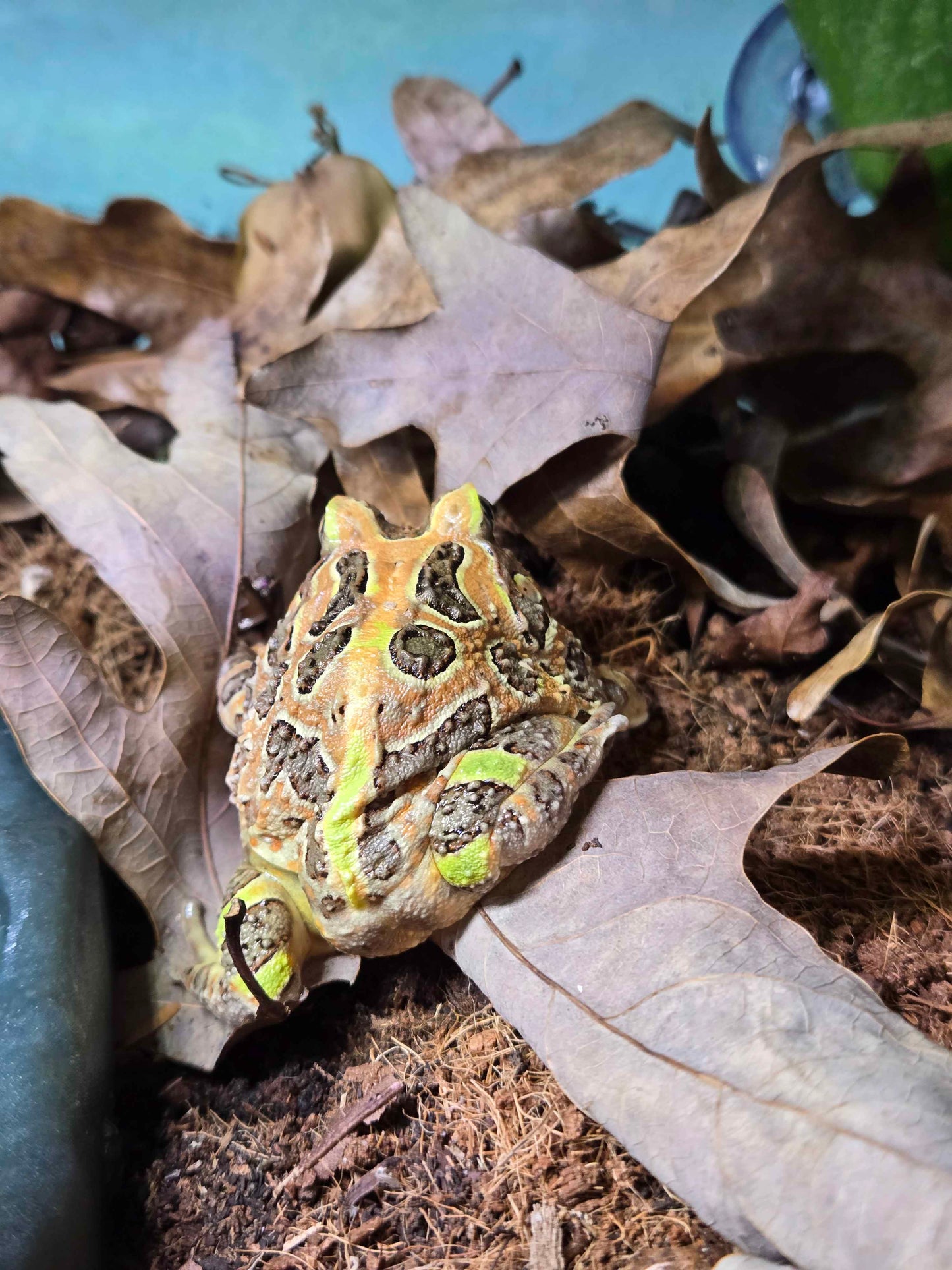 Ceratophrys stolzmanni