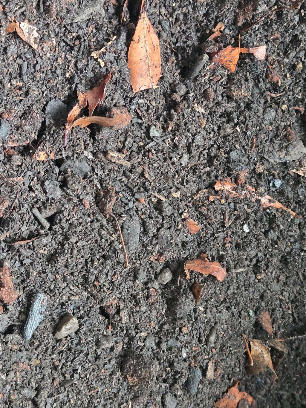Premium Scorpion Substrate for Burrowers | Dense, Tunnel‑Safe Soil Blend