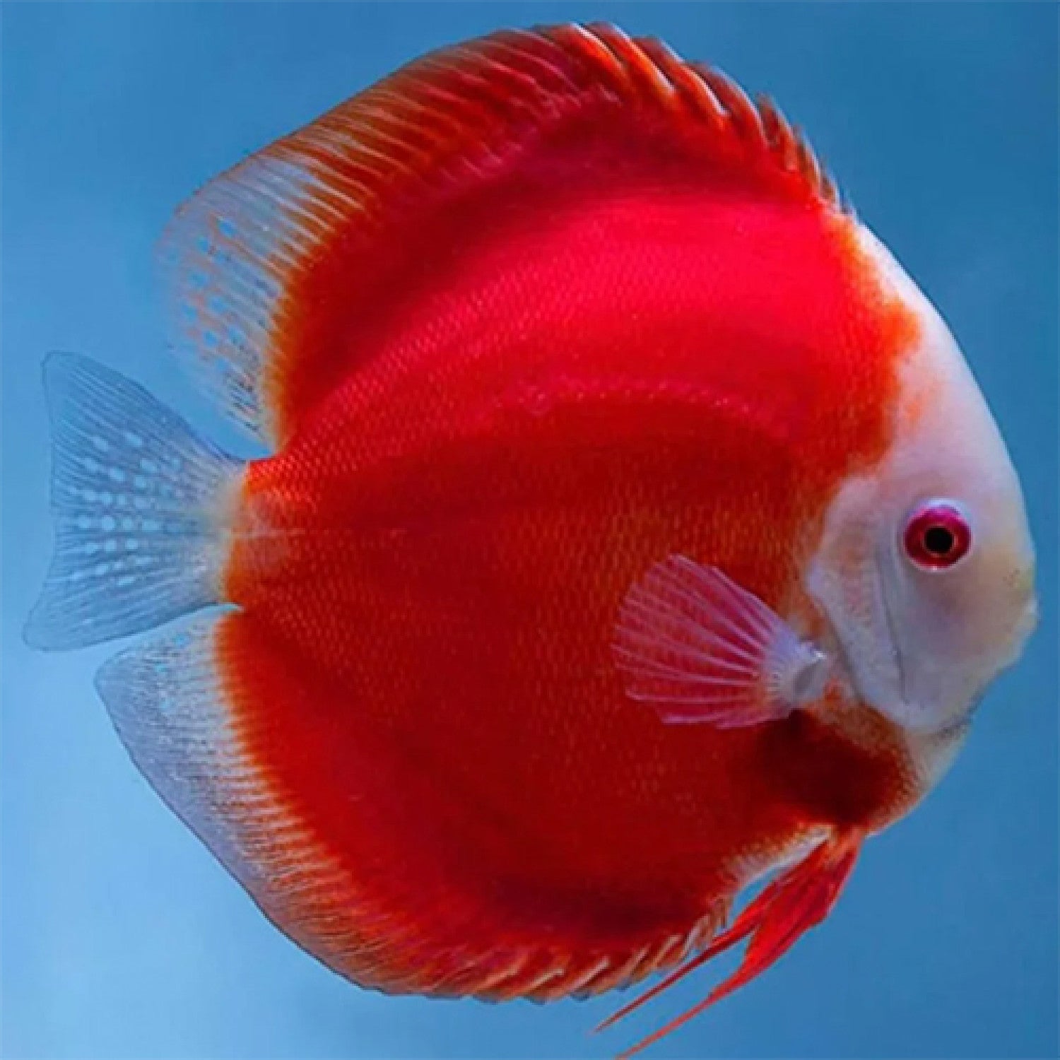 Super Red Discus – Shield Wall Exotics