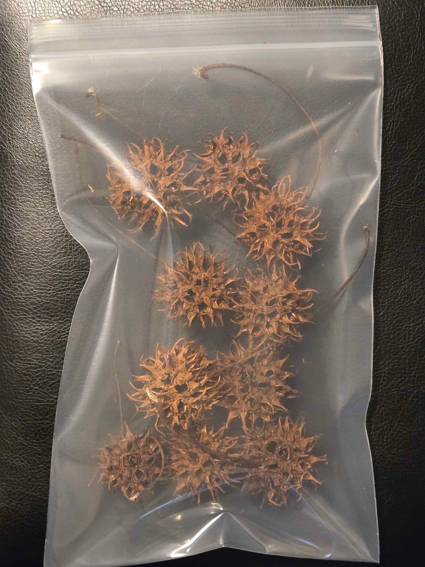 Pod Packs! Isopod Hides - Sweetgum Balls