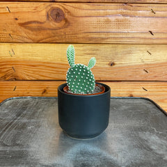 Opuntia Microdasys Albispina, 2