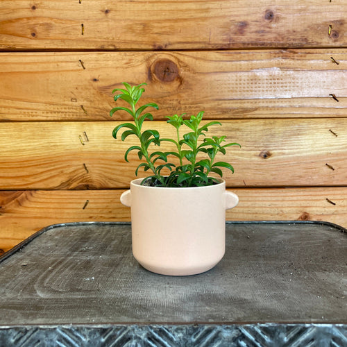 Aeschynanthus Lipstick Buxifolius Box Leaf, 2" Plant