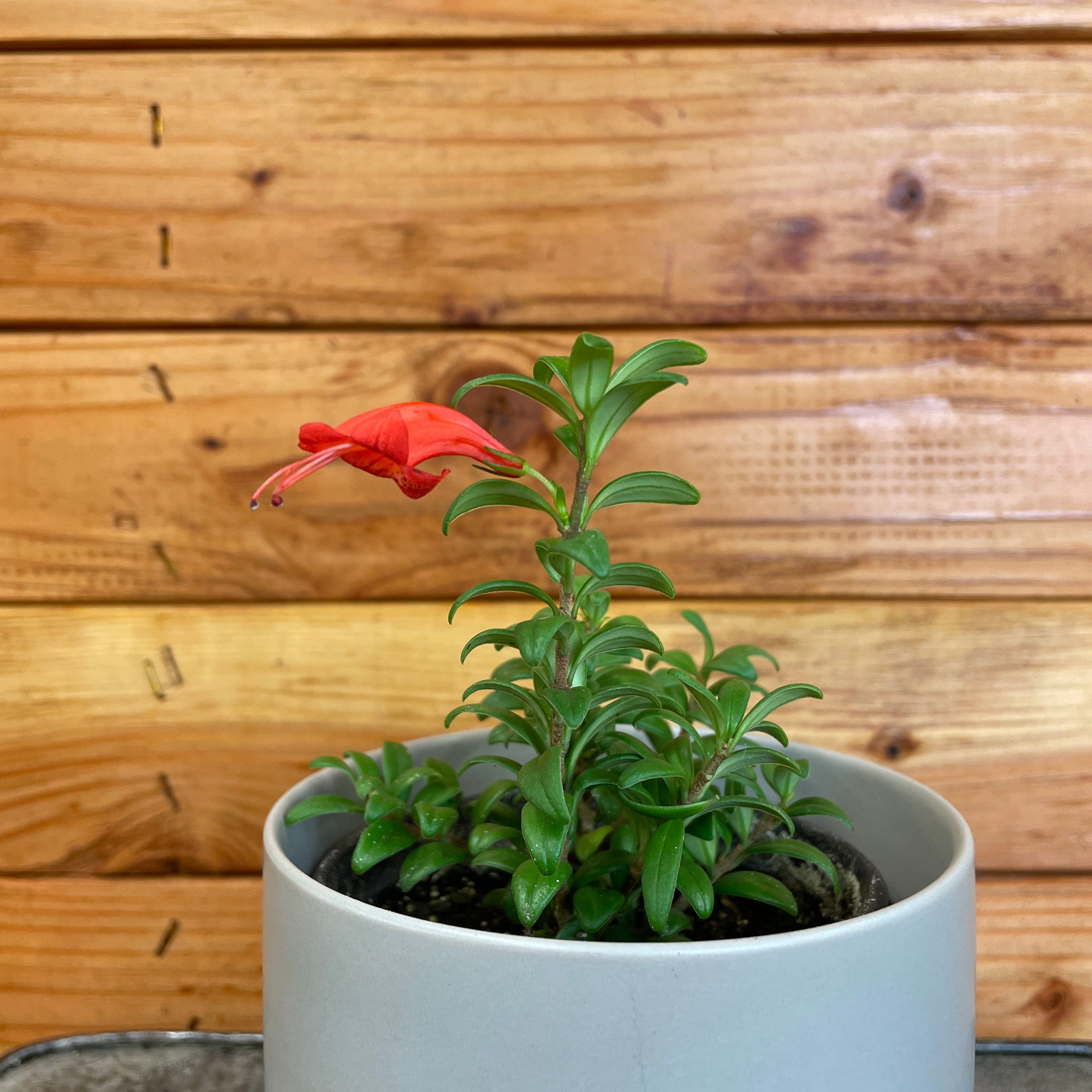 Aeschynanthus Lipstick Buxifolius Box Leaf, 2" Plant