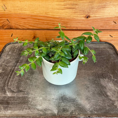 Aeschynanthus Lipstick Gracilis, 2