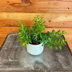 Aeschynanthus Lipstick Japhrolepis, 2