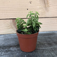 Aeschynanthus Lipstick Twister, 2