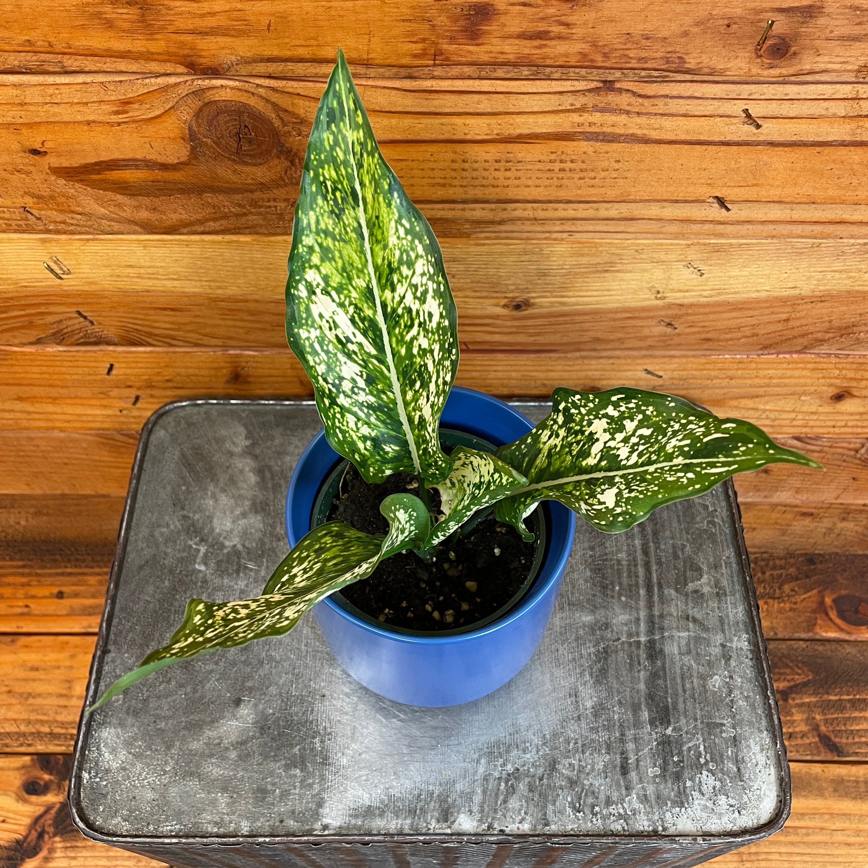 Aglaonema Snow White, 4" Plant
