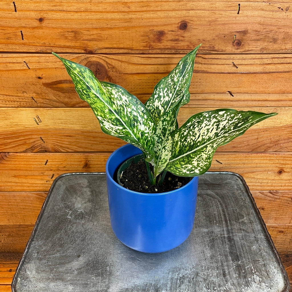 Aglaonema Snow White, 4" Plant