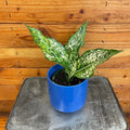 Aglaonema Snow White, 4" Plant