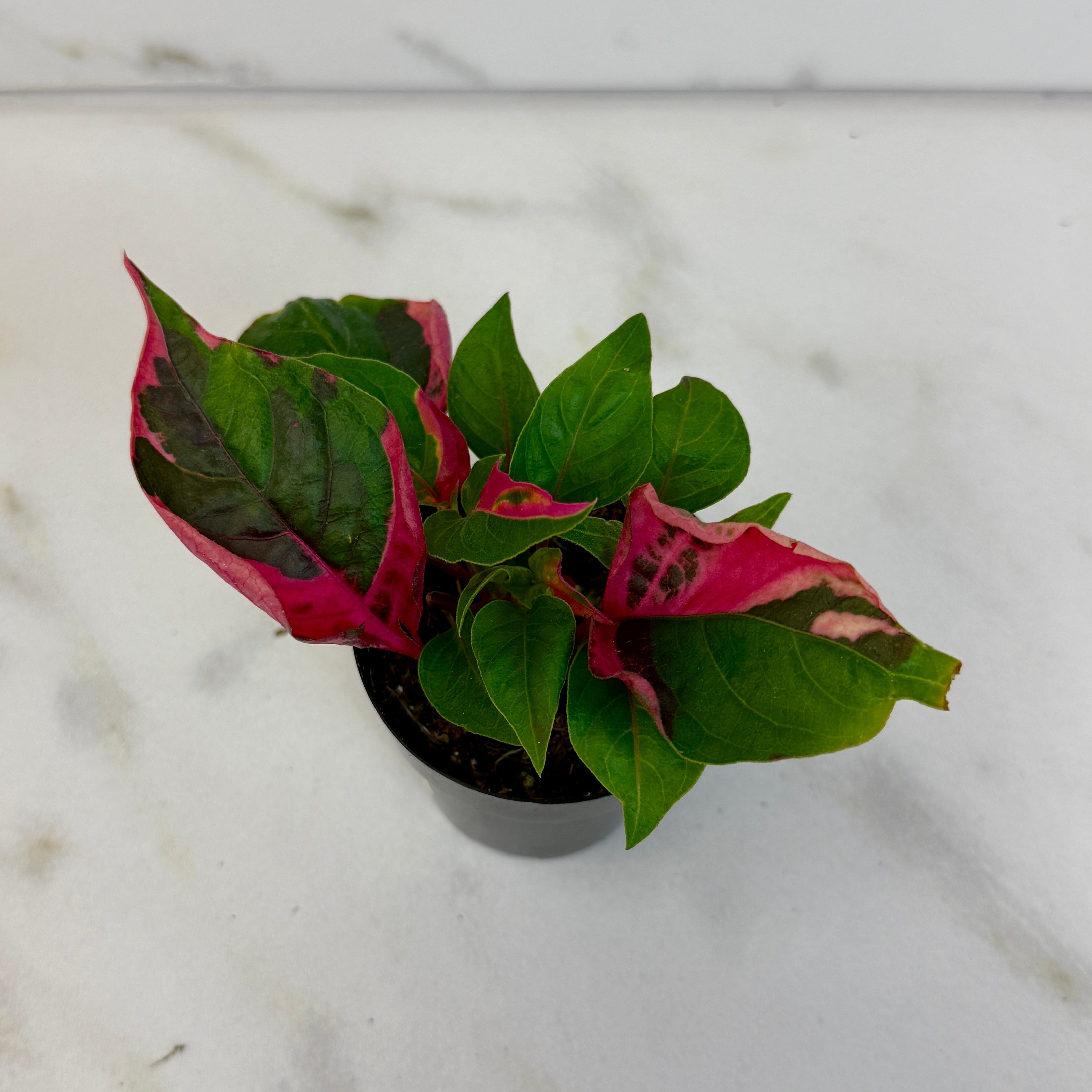 Alternanthera Party Time, 2" Plant