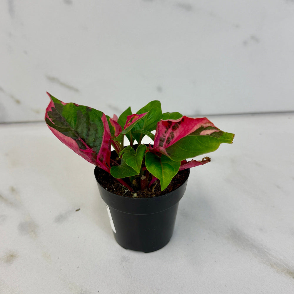 Alternanthera Party Time, 2" Plant