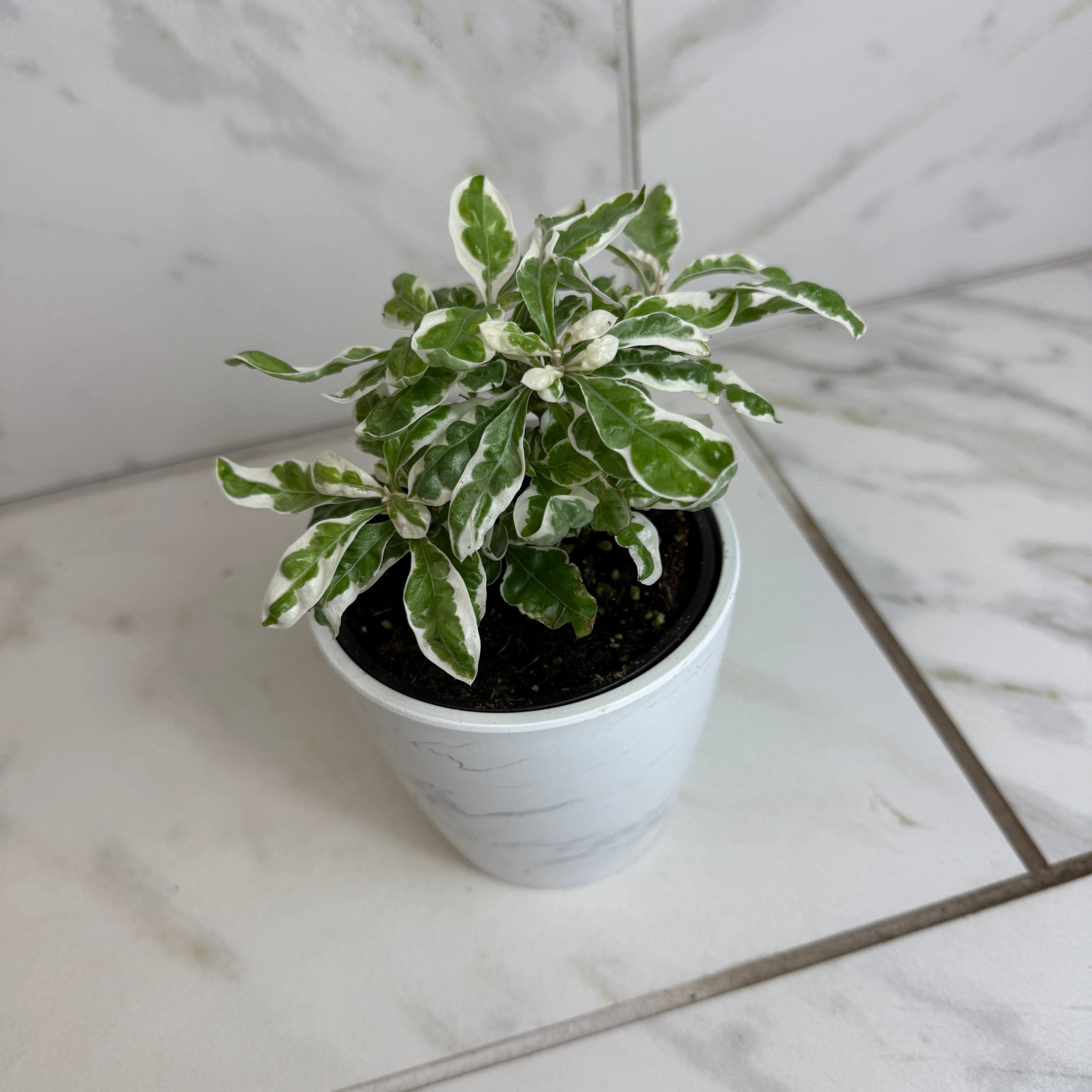 Alternanthera Snow Queen, 4" Plant