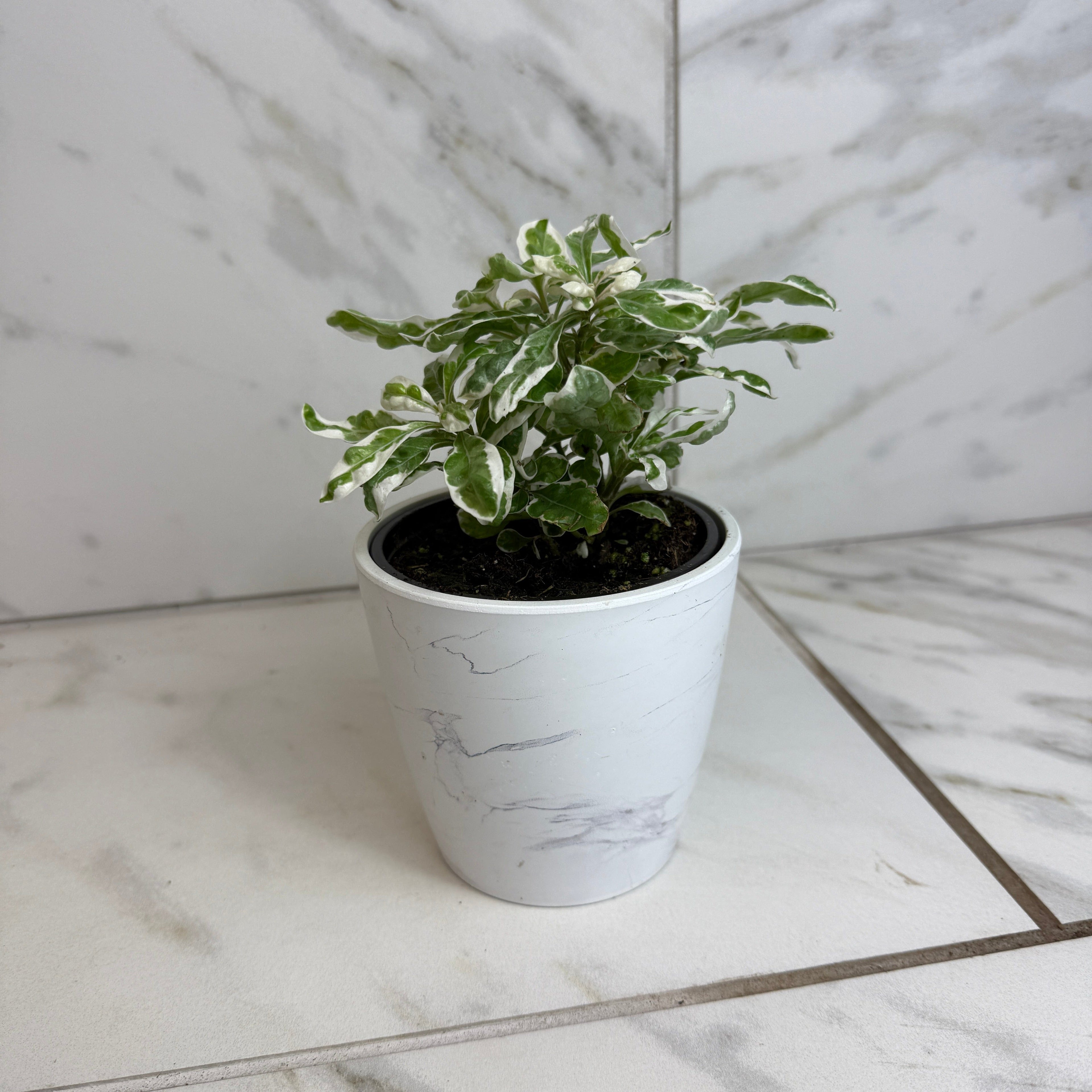 Alternanthera Snow Queen, 4" Plant