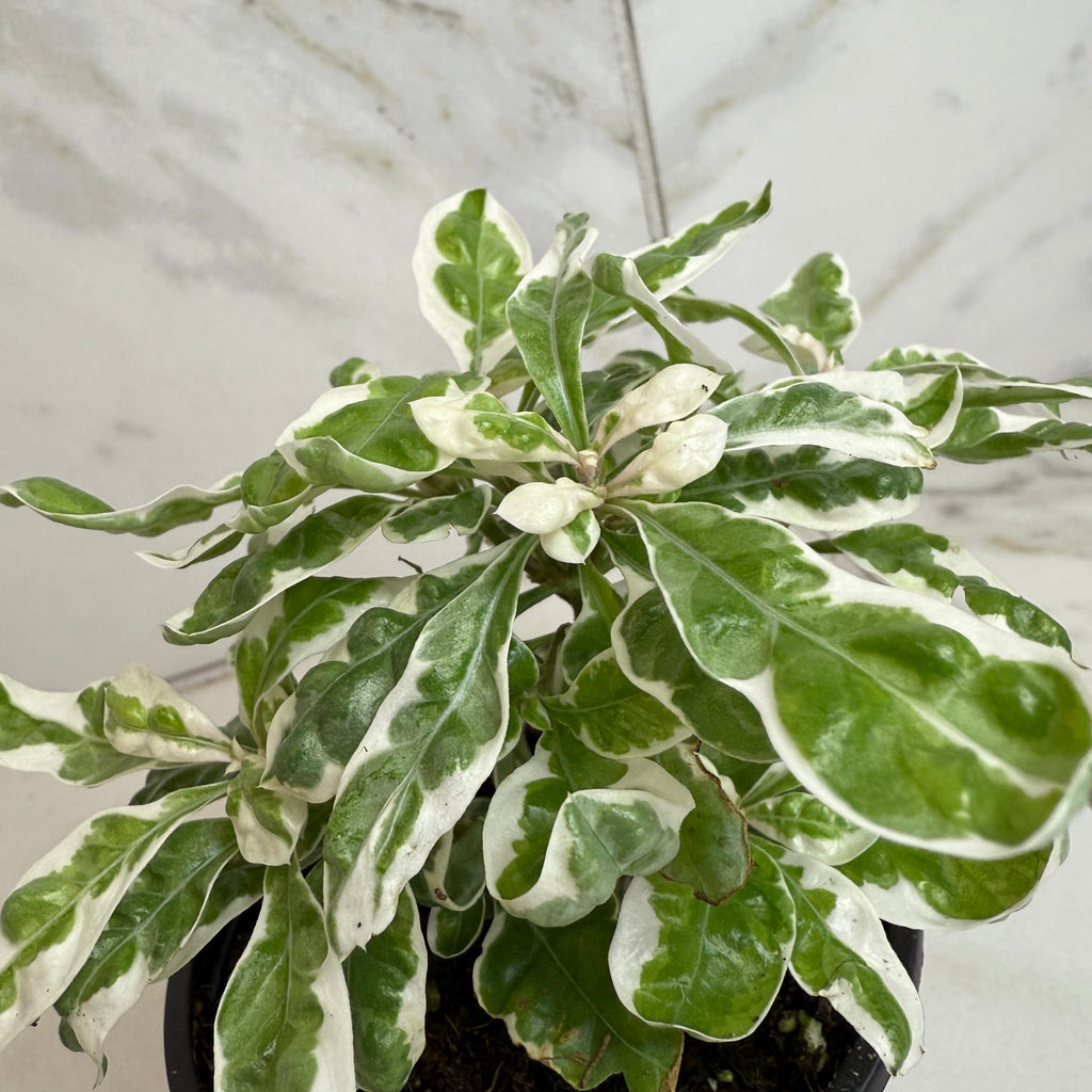 Alternanthera Snow Queen, 4" Plant