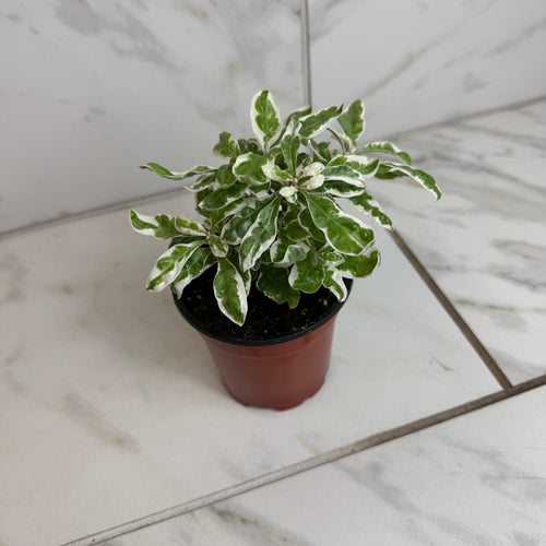 Alternanthera Snow Queen, 4" Plant