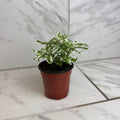 Alternanthera Snow Queen, 4" Plant