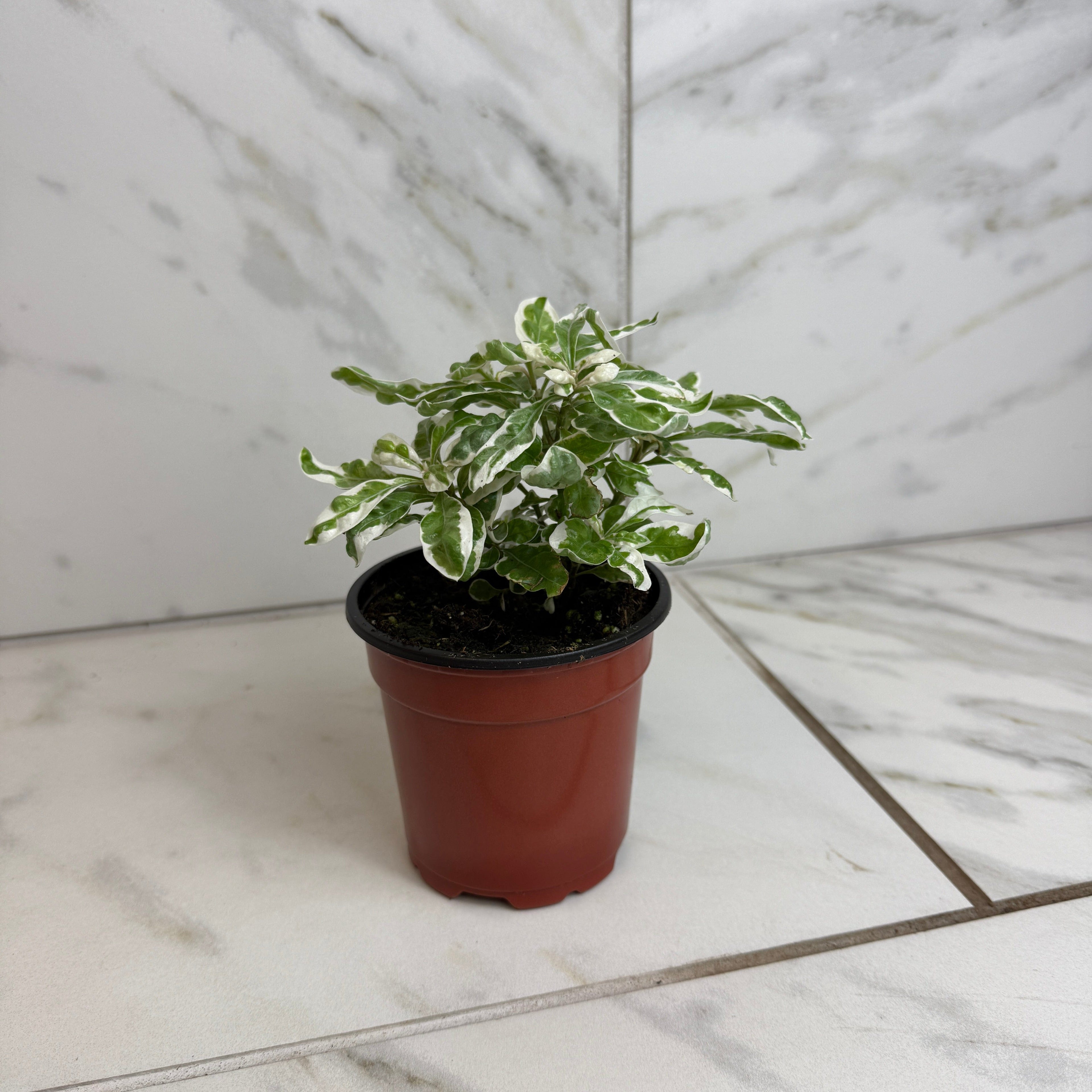 Alternanthera Snow Queen, 4" Plant