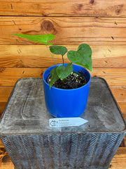Anthurium Podophyllum, 4