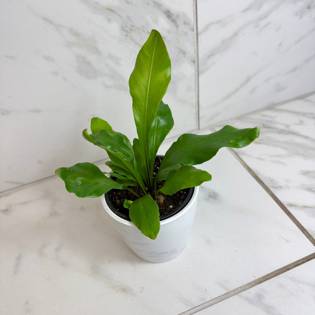 Asplenium Nidus Bird's Nest Fern, 4" Plant