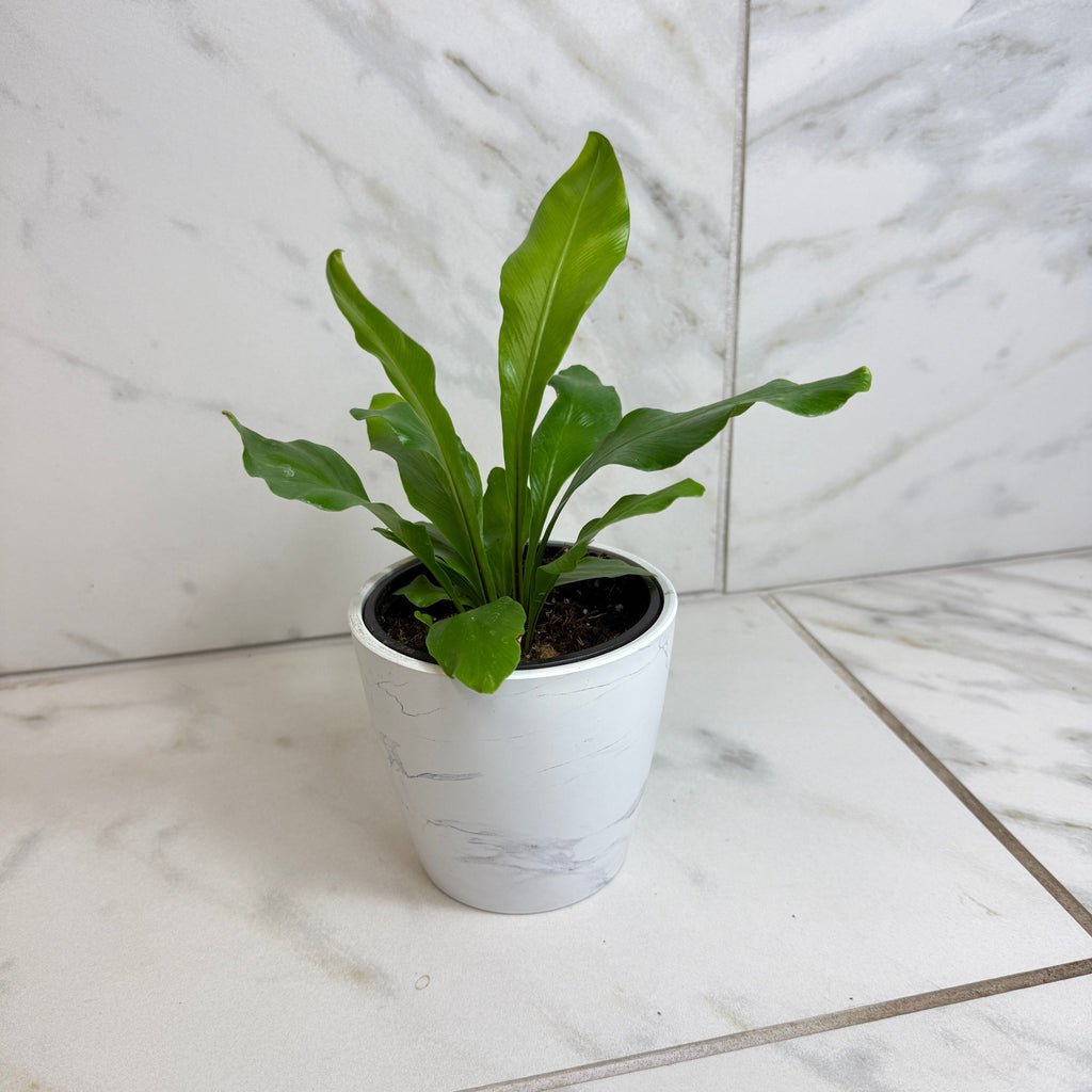 Asplenium Nidus Bird's Nest Fern, 4" Plant