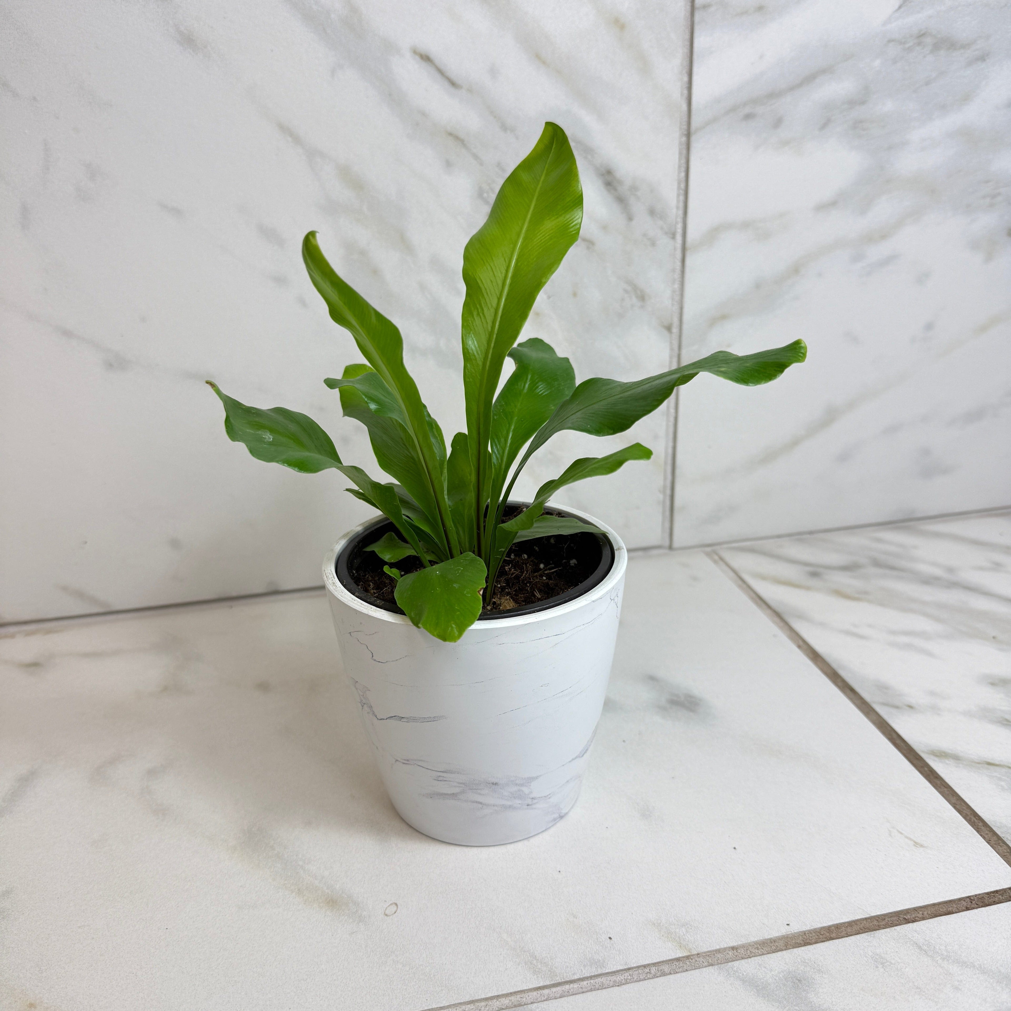 Asplenium Nidus Bird's Nest Fern, 4" Plant