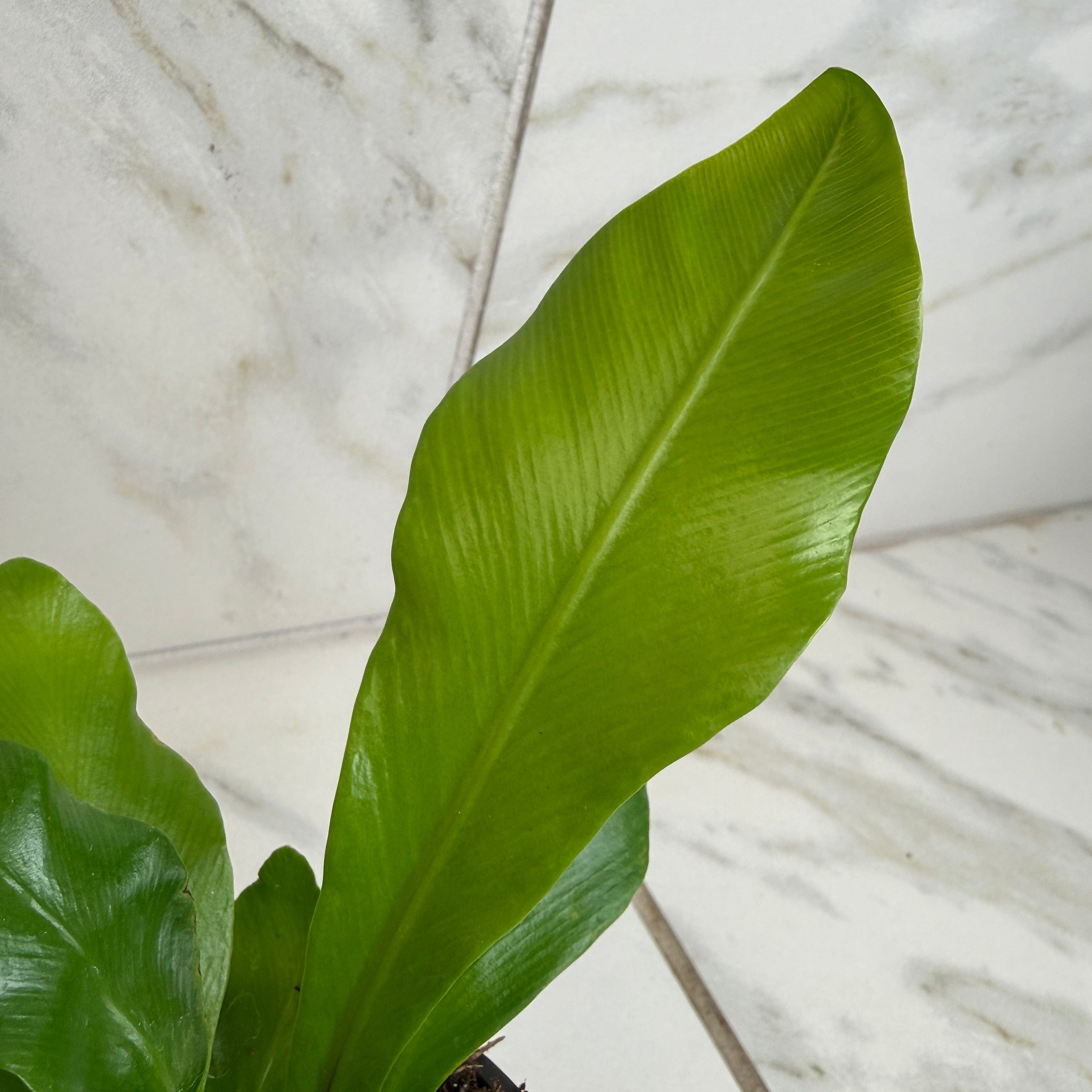Asplenium Nidus Bird's Nest Fern, 4" Plant