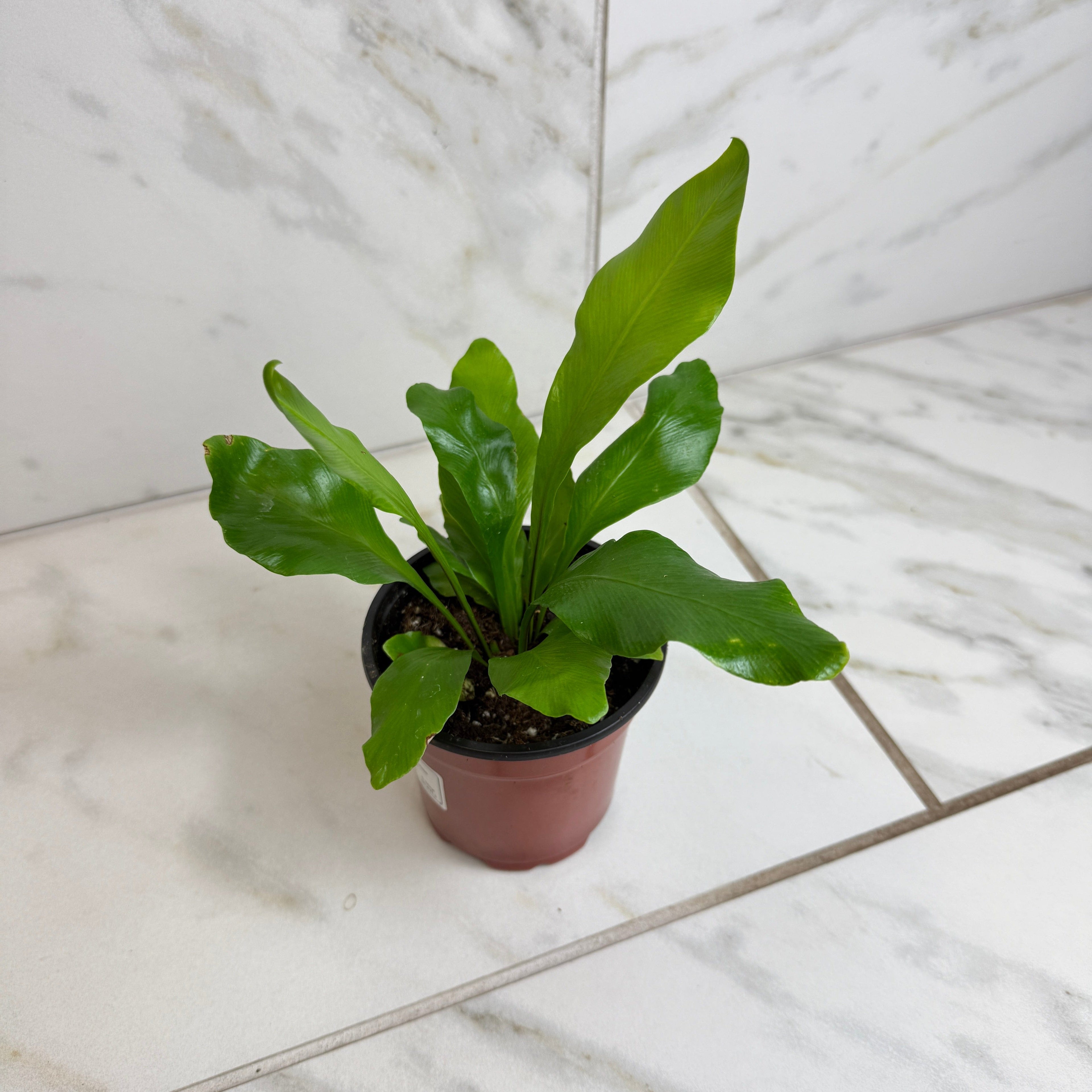 Asplenium Nidus Bird's Nest Fern, 4" Plant