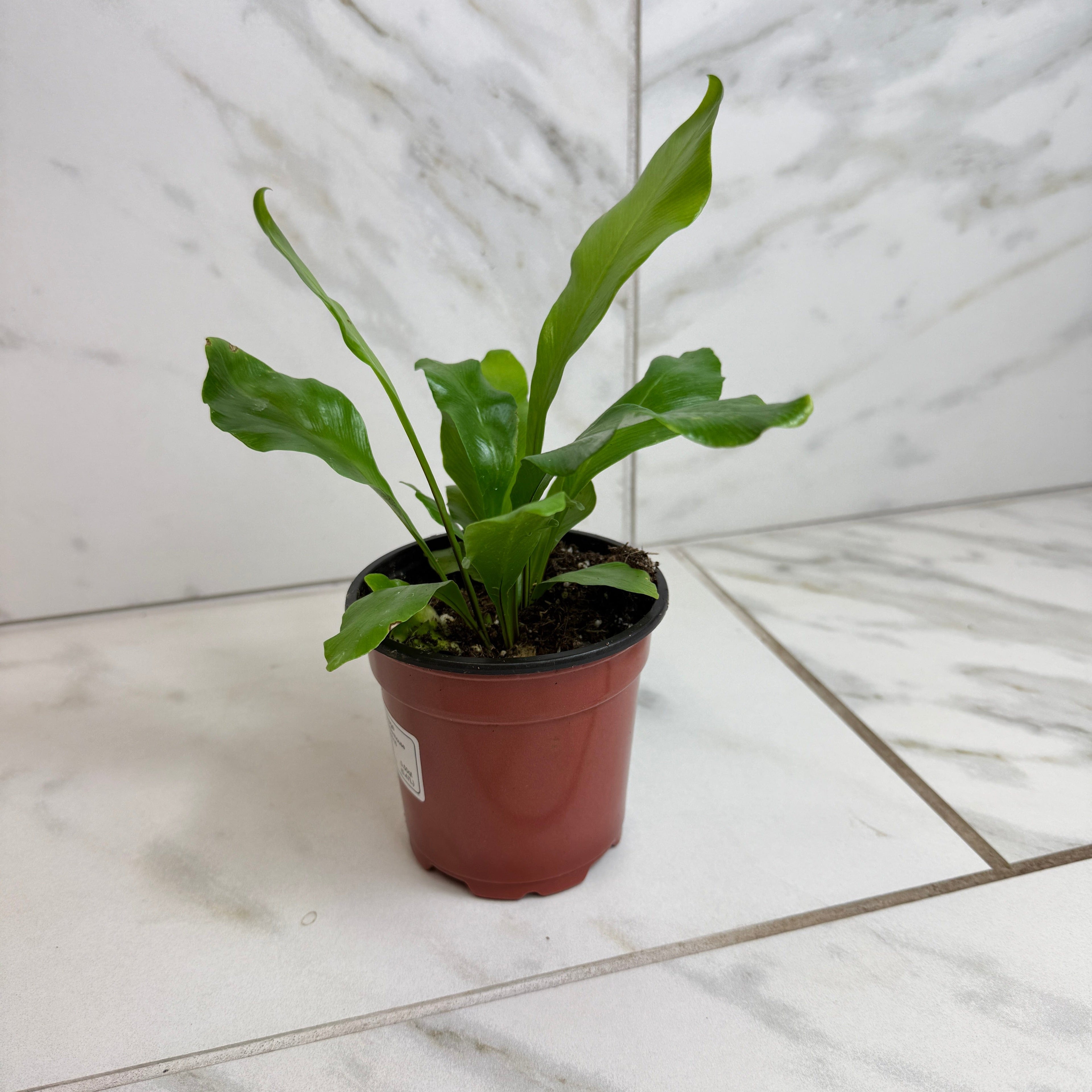 Asplenium Nidus Bird's Nest Fern, 4" Plant