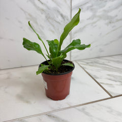 Asplenium Nidus Bird's Nest Fern, 4