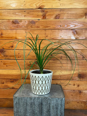 Beaucarnea Recurvata, 6