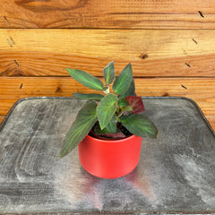 Begonia Angel Wing Brazilian Lady, 2