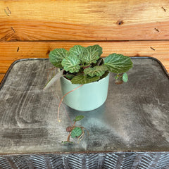 Begonia Strawberry, 2
