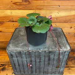 Begonia Strawberry Dark Form, 4