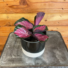Calathea Roseopicta Rosy, 4