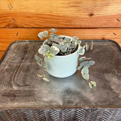 Ceropegia Woodii String of Hearts Variegated, 2