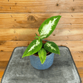 Dieffenbachia Compacta, 4" Plant