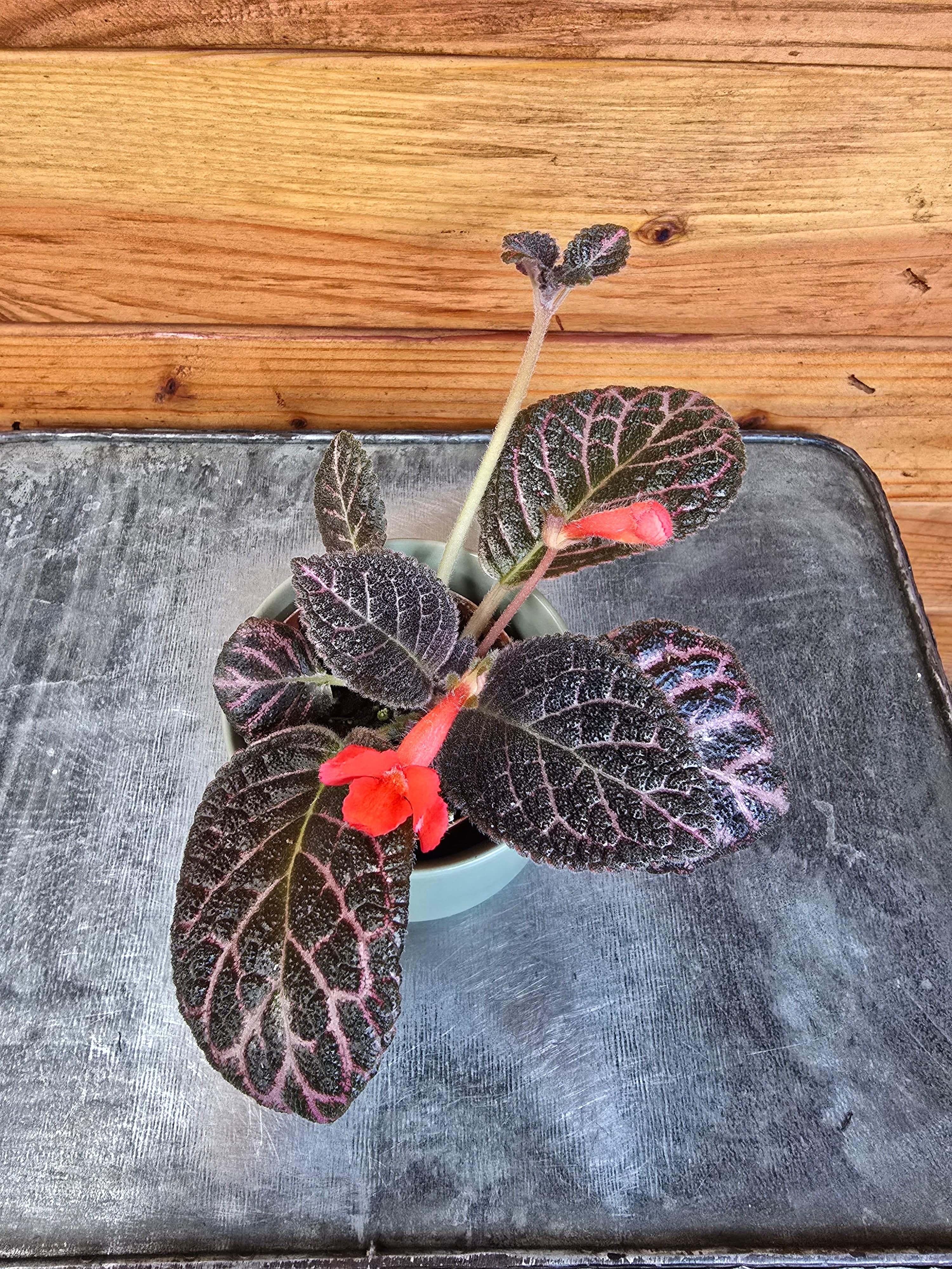 Episcia Cupreata Copper, 2" Plant