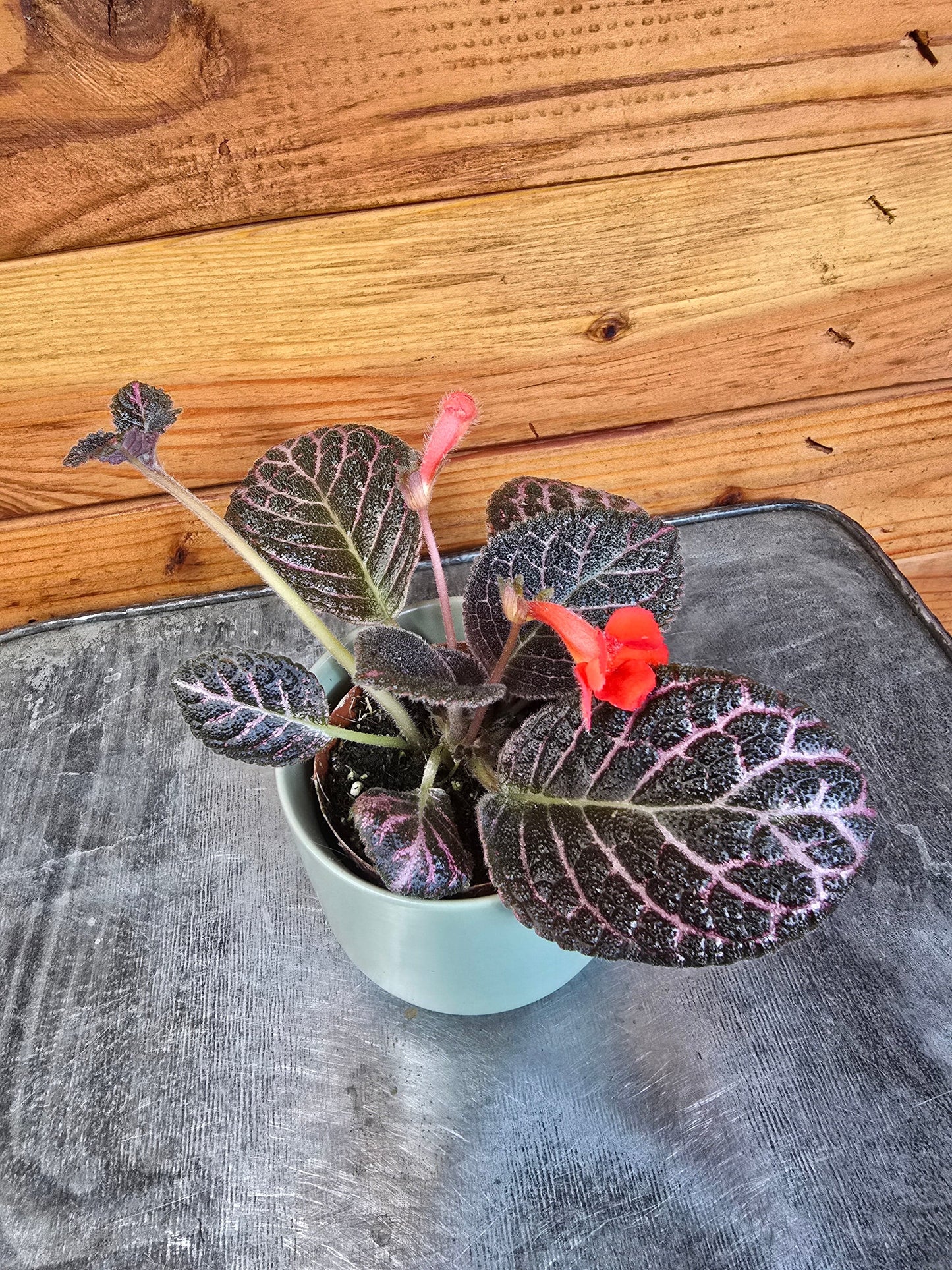 Episcia Cupreata Copper, 2" Plant