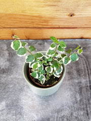 Ficus Pumila Variegated Creeping Fig, 2